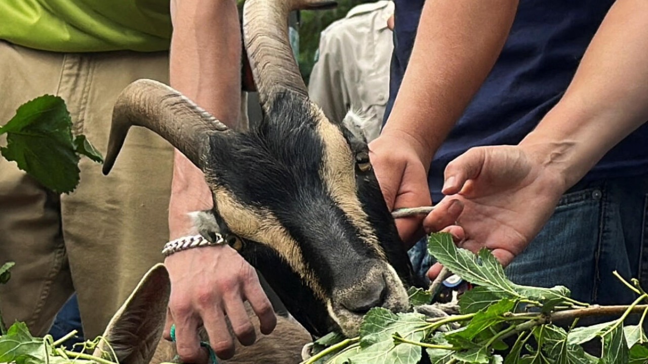 Goats munch on foliage at a