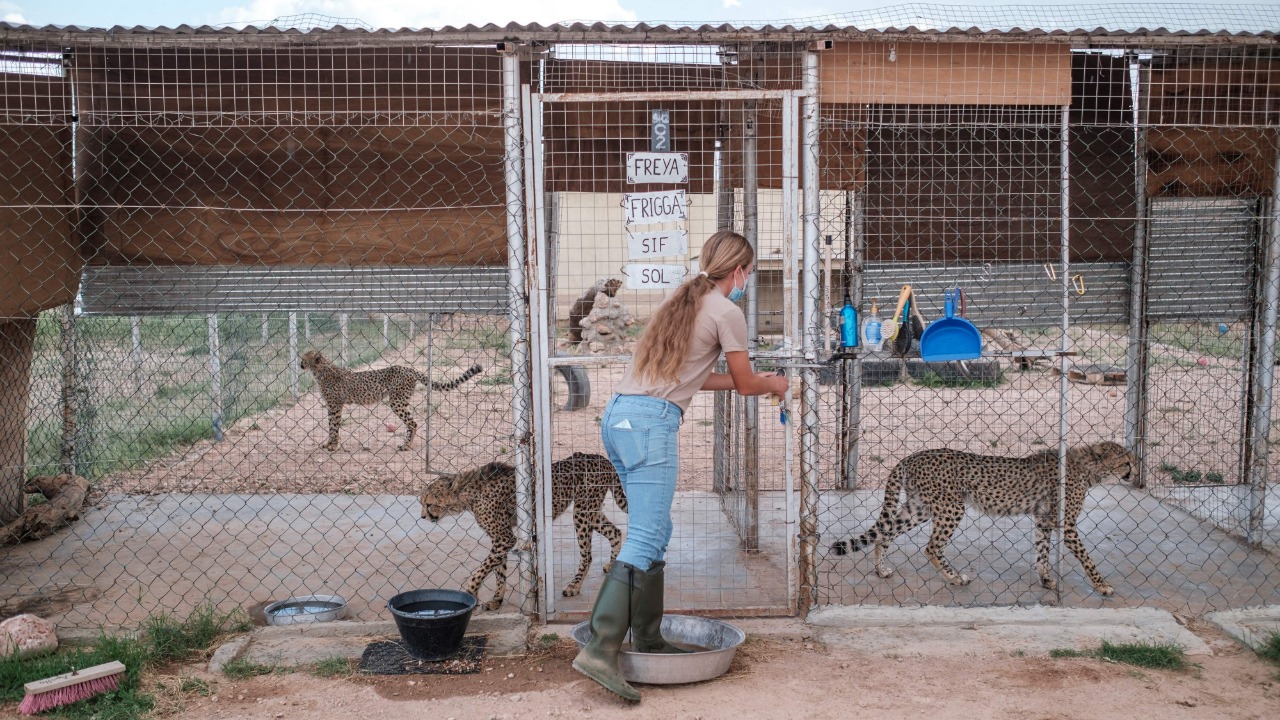 A cub that survives the ordeal can fetch up to $15,000 on the black market.