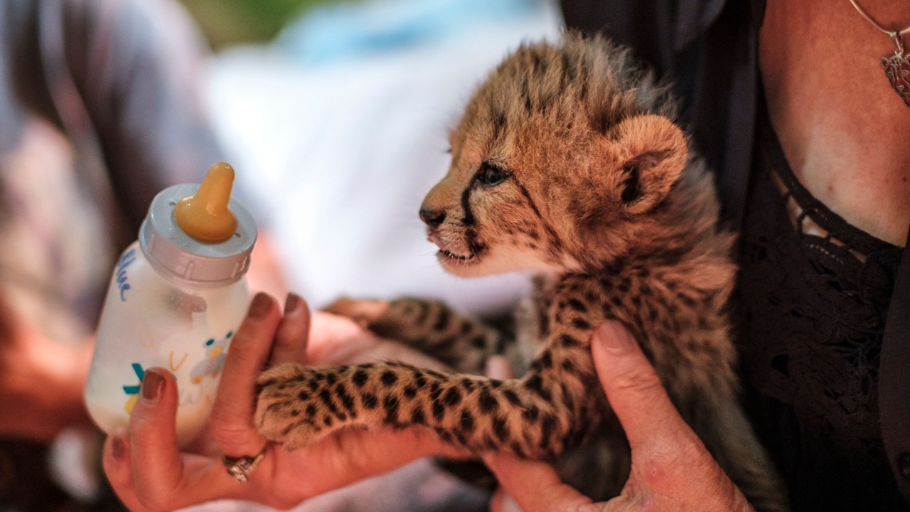 Wealthy buyers in the Middle East seeking exotic pets.