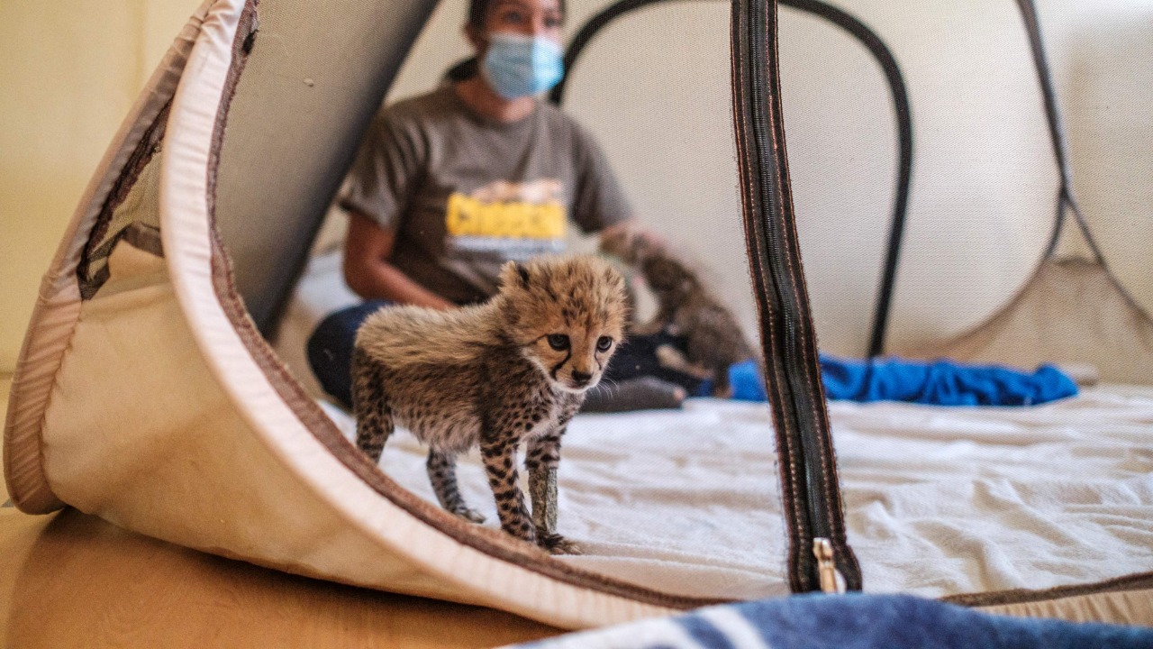The steady plunder of cubs from the wild to satisfy the pet trade only compounds this decline.
