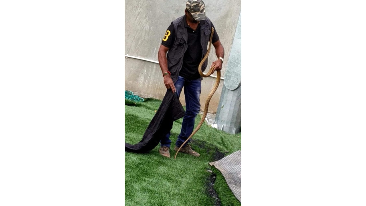 A rat snake rescued from a football ground near RBANMS School, Rukmani Colony, in Bengaluru Credit: Special arrangement