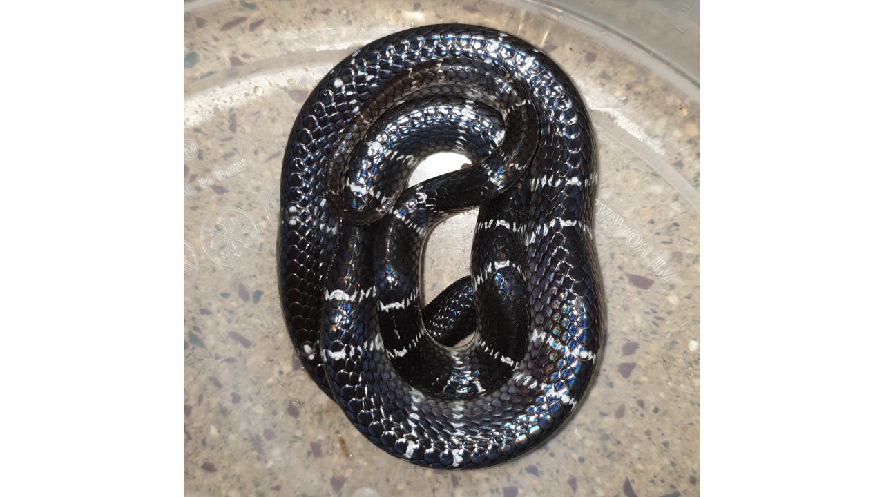 Common Krait