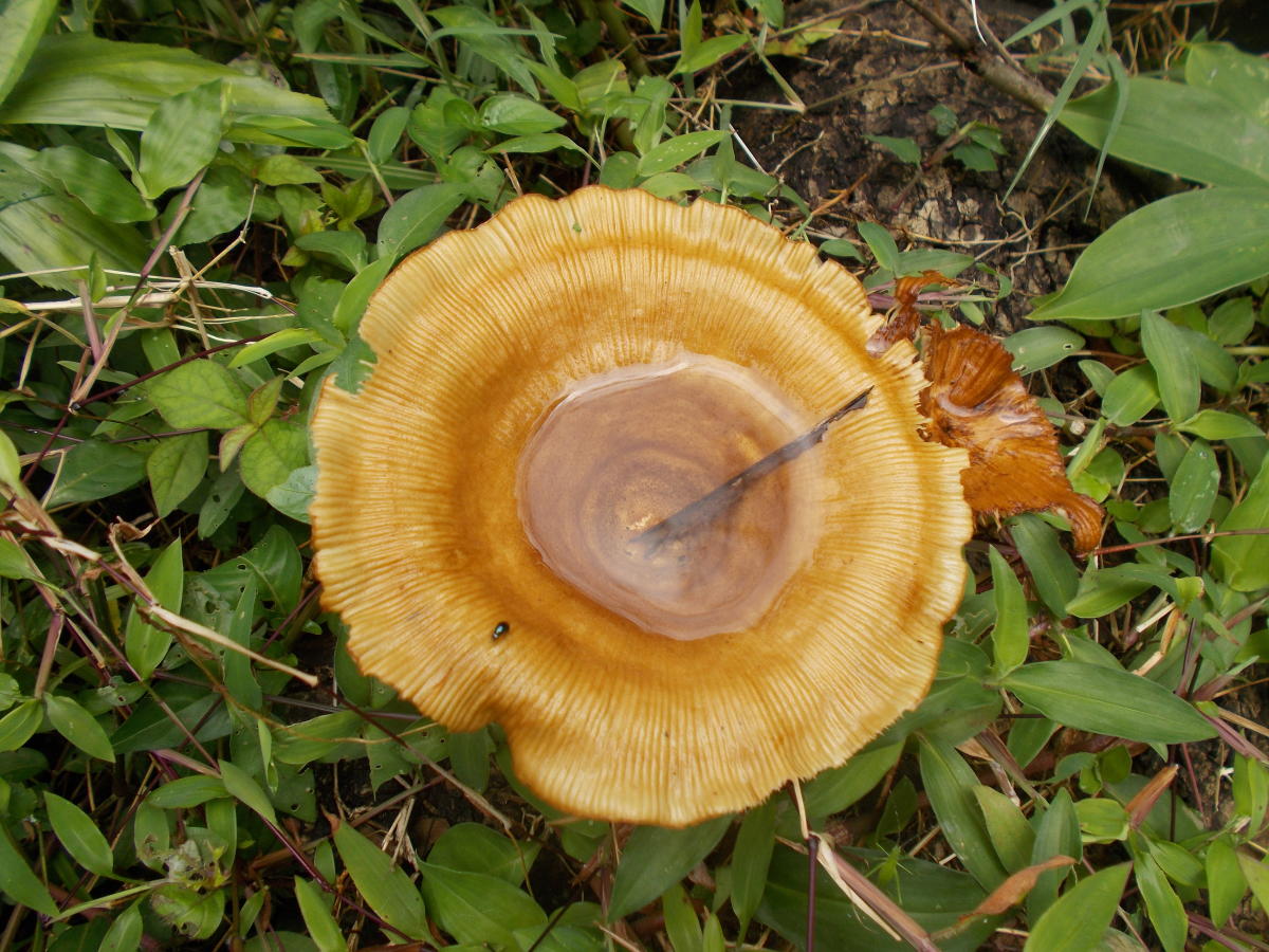 Mushroom