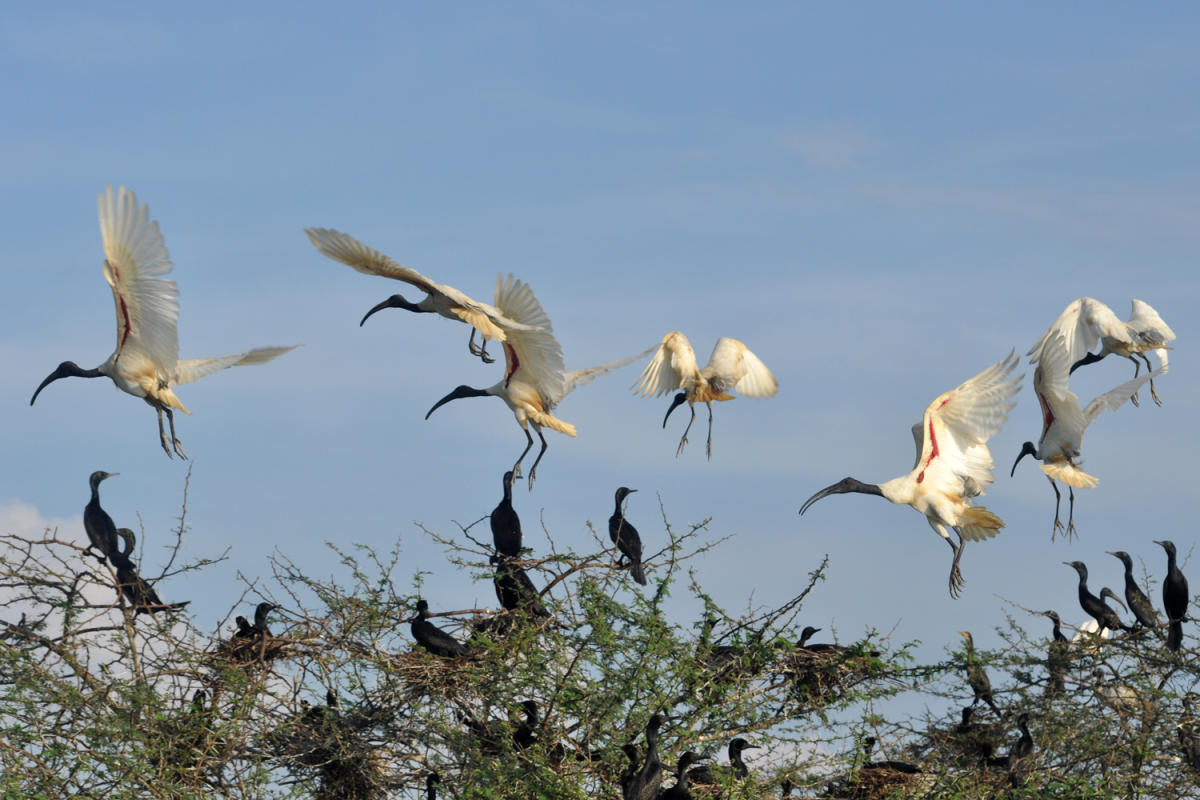 Several varieties of birds, including the black-headed Ibis, visit the Attiveri Bird Sanctuary in Mundgod, Uttara Kannada district, for breeding and nesting every year. Credit: DH Photo/Tajuddin Azad 