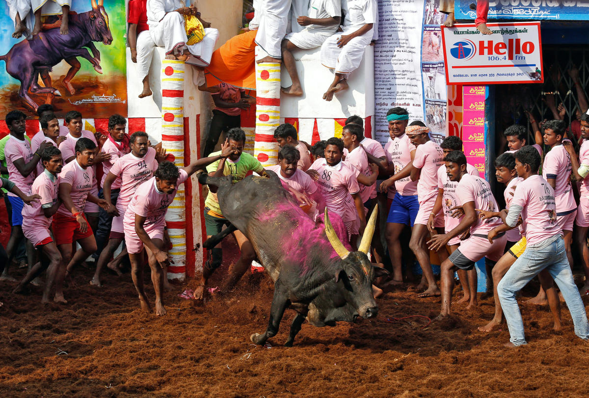 Villagers attempt to control a bull during the annual bull-taming festival called Jallikattu, which is part of south India's Pongal harvest festival, on the outskirts of the southern city of Madurai, India January 16, 2018. (Photo by REUTERS)