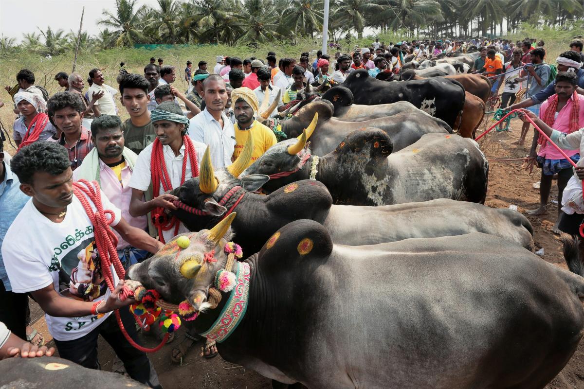 articipants with bulls during a Jallikattu event in Coimbatore on Sunday. (PTI Photo)