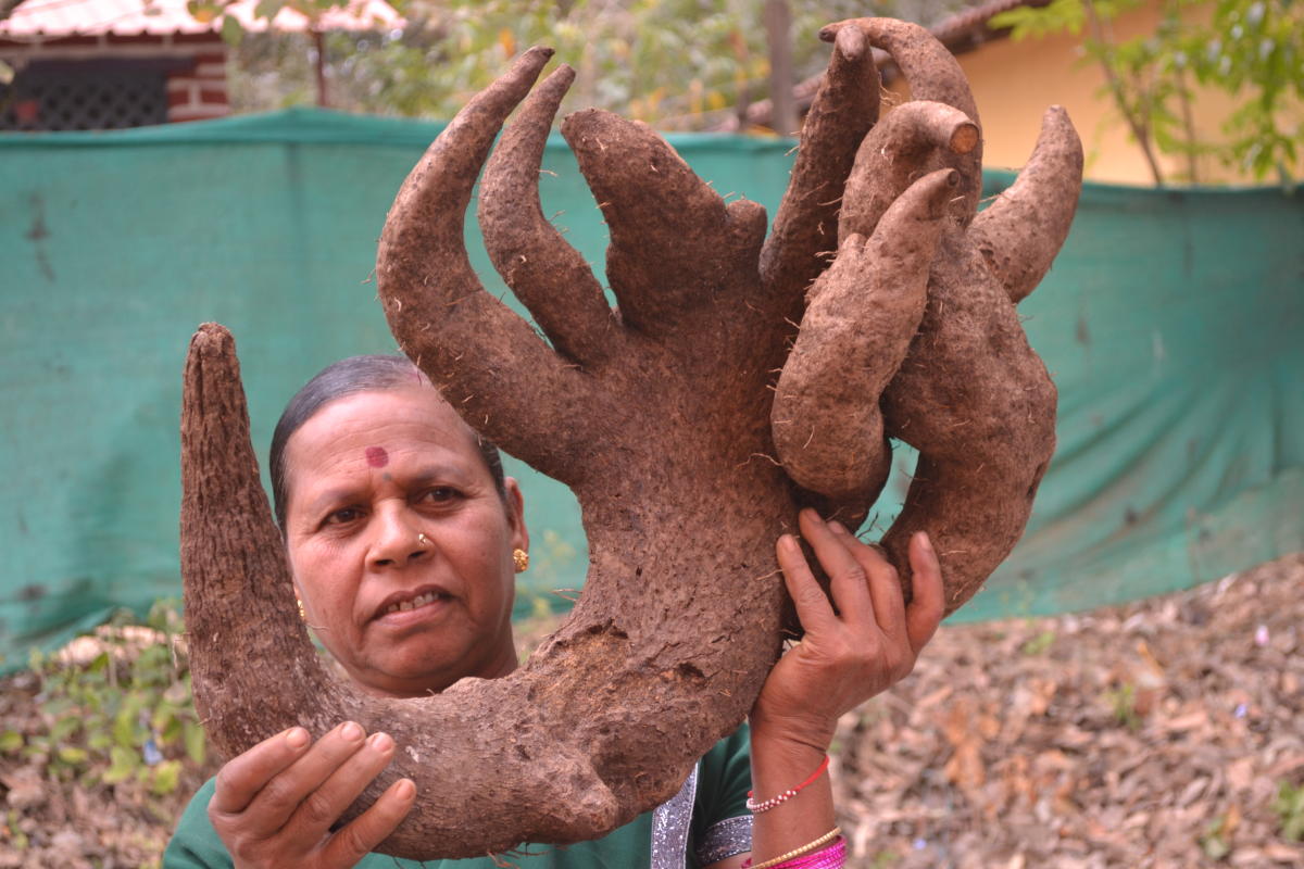 tuber mela