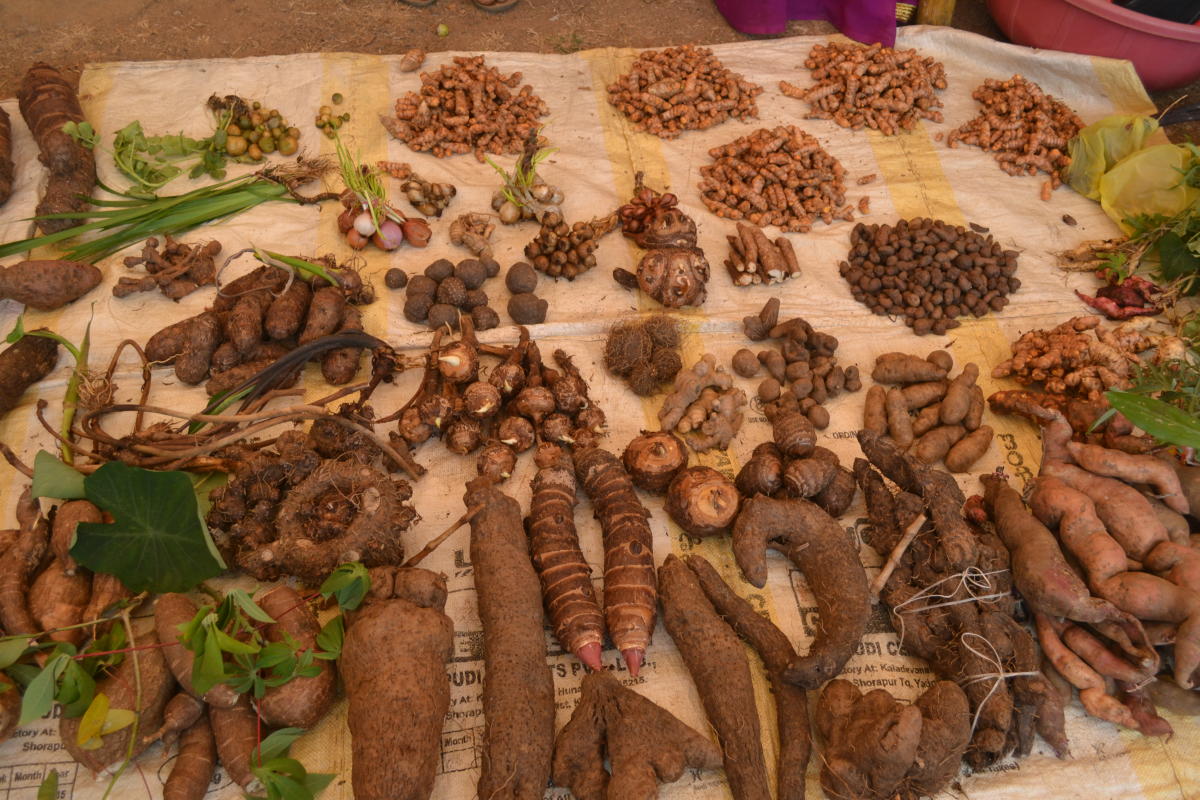 tuber mela