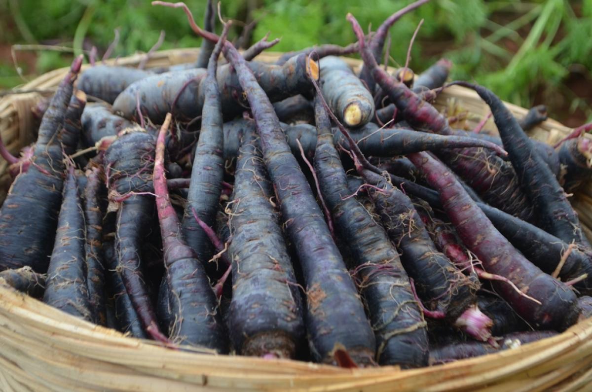 coloured carrots
