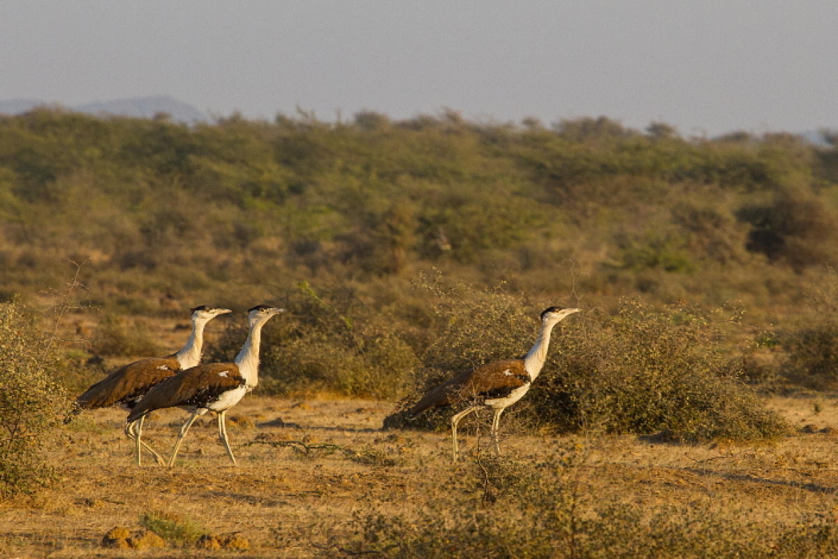Unless urgent action is taken, experts believe that the GIB will be extinct by 2020.