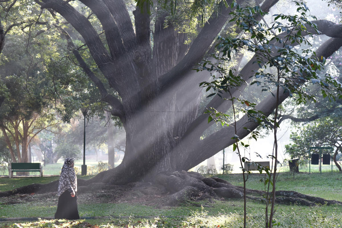 A misty Lalbagh on Thursday morning; (below) the chill does not seem to deter early morning walkers. DH PhotoS/S K Dinesh