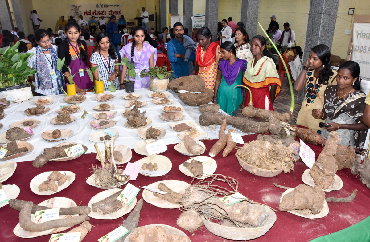 People looking the Roots and Tuber at the Two Day Roots and Tuber Mela, jointly organised by Sahaja Samrudhi and Department of Horticulture and University of Horticulture Sciences, Bagalkot, at Curzon Park in Mysuru on Saturday.- PHOTO / SAVITHA B R