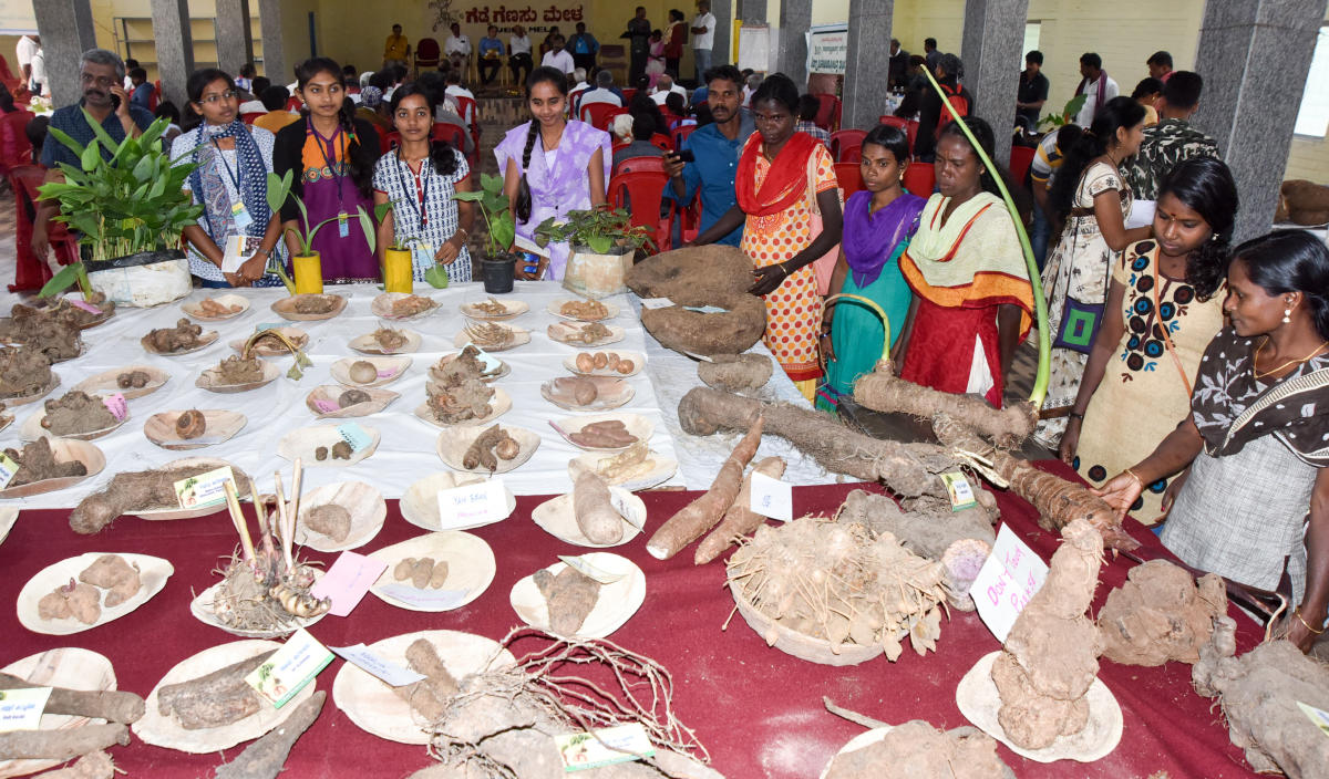 People looking the Roots and Tuber at the Two Day Roots and Tuber Mela, jointly organised by Sahaja Samrudhi and Department of Horticulture and University of Horticulture Sciences, Bagalkot, at Curzon Park in Mysuru on Saturday.- PHOTO / SAVITHA B R