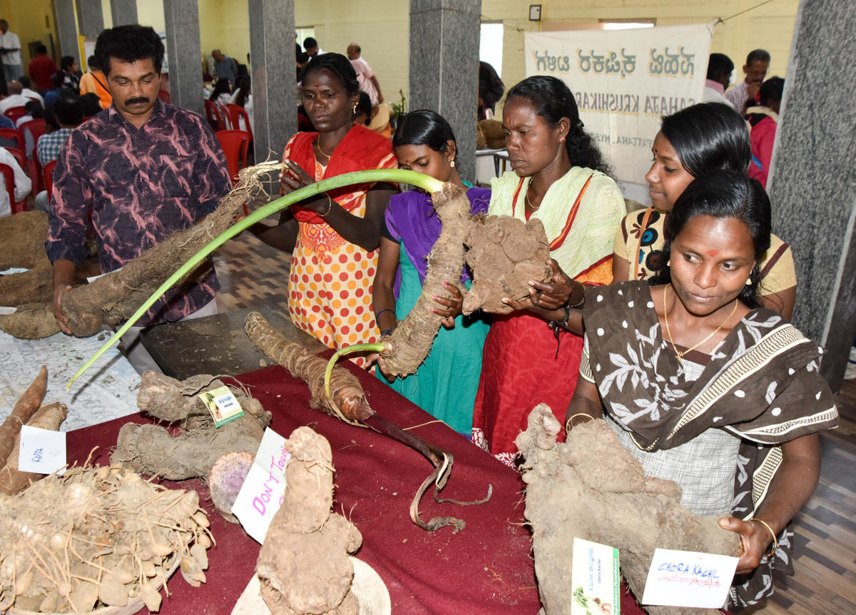 People looking the Roots and Tuber at the Two Day Roots and Tuber Mela, jointly organised by Sahaja Samrudhi and Department of Horticulture and University of Horticulture Sciences, Bagalkot, at Curzon Park in Mysuru on Saturday.- PHOTO / SAVITHA B R