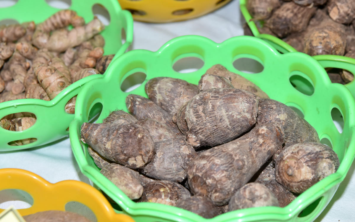 Various Roots and Tuber at the Two Day Roots and Tuber Mela, jointly organised by Sahaja Samrudhi and Department of Horticulture and University of Horticulture Sciences, Bagalkot, at Curzon Park in Mysuru on Saturday.- PHOTO / SAVITHA B R