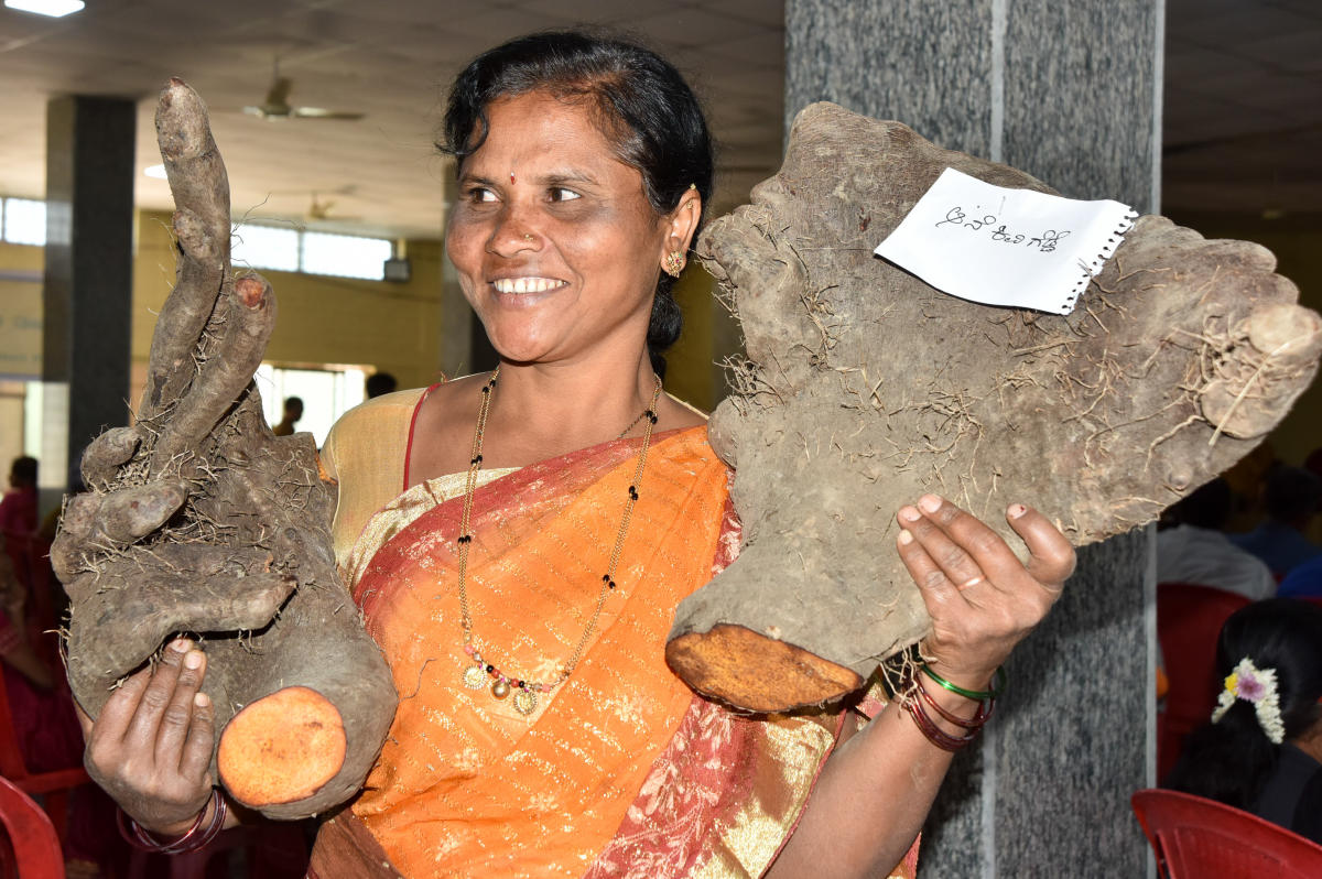 People looking the Roots and Tuber at the Two Day Roots and Tuber Mela, jointly organised by Sahaja Samrudhi and Department of Horticulture and University of Horticulture Sciences, Bagalkot, at Curzon Park in Mysuru on Saturday.- PHOTO / SAVITHA B R