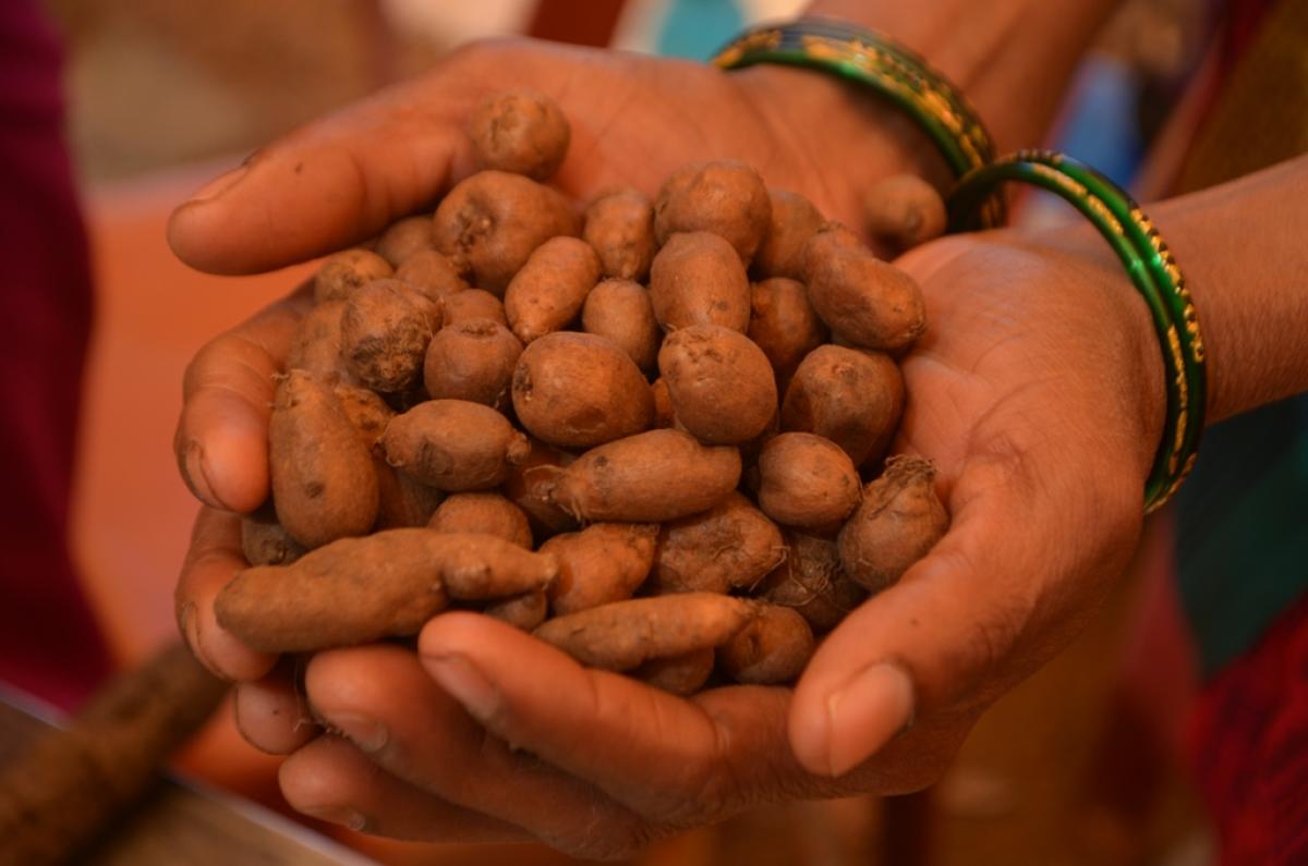 Tubers -  Krishna Prasad, Anandteertha Pyati  