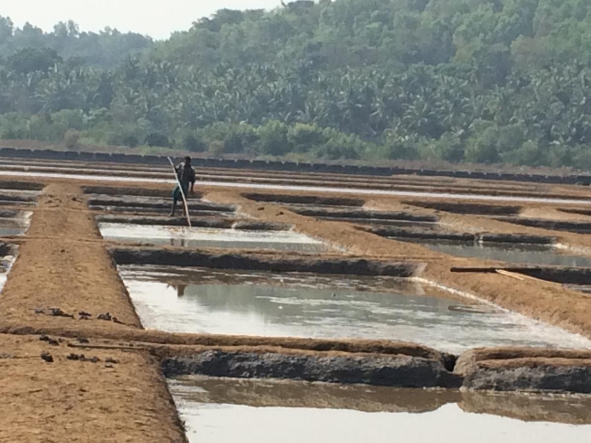 Salt Sanikatte - Padma Rao