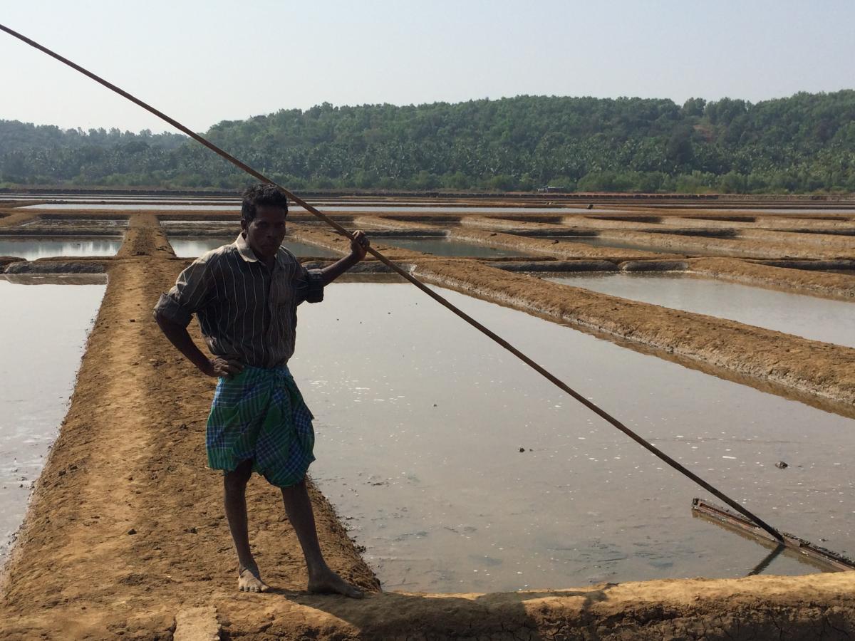 Salt Sanikatte - Padma Rao
