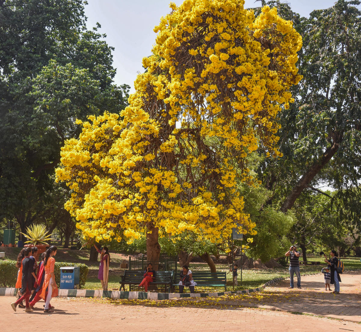 Golden Bells