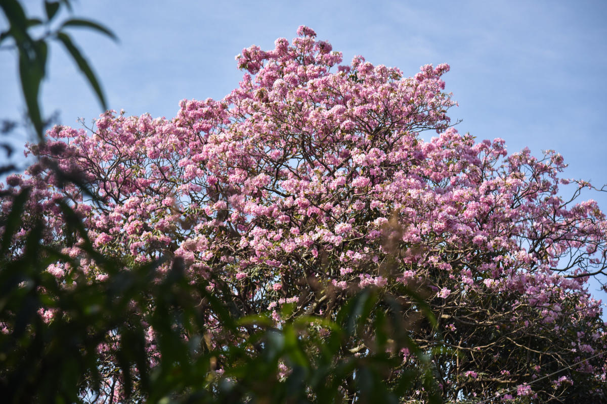 Pink flowers (Tabebuia Rosea flower) blooming in Bengaluru. Photo by SK Dinesh