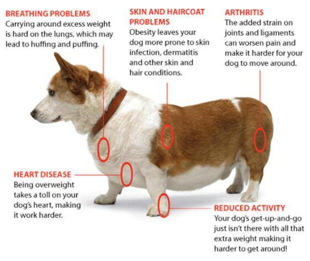 Obesity in dogs