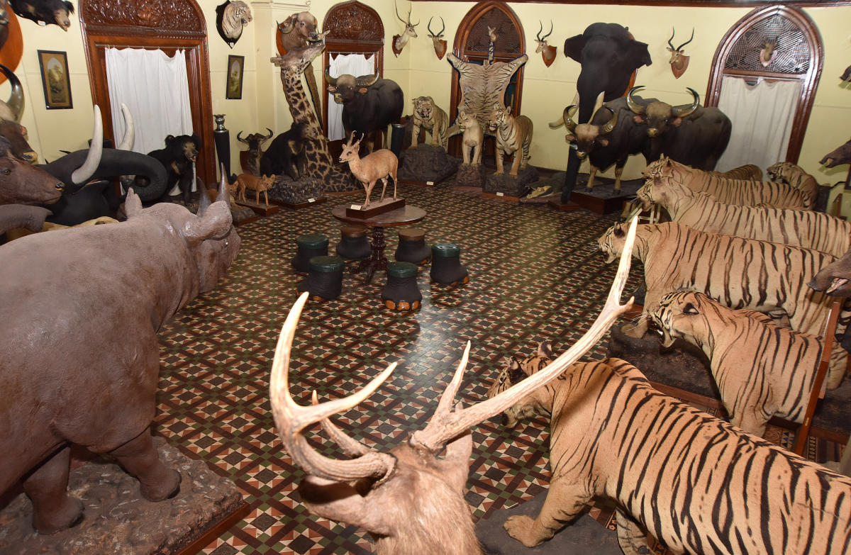 taxidermy