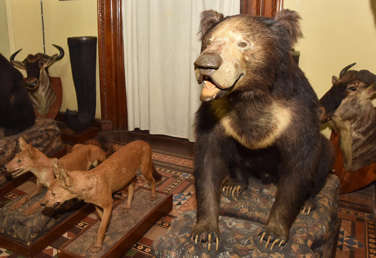 taxidermy