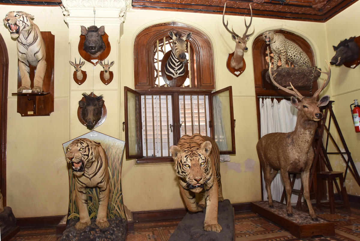 taxidermy