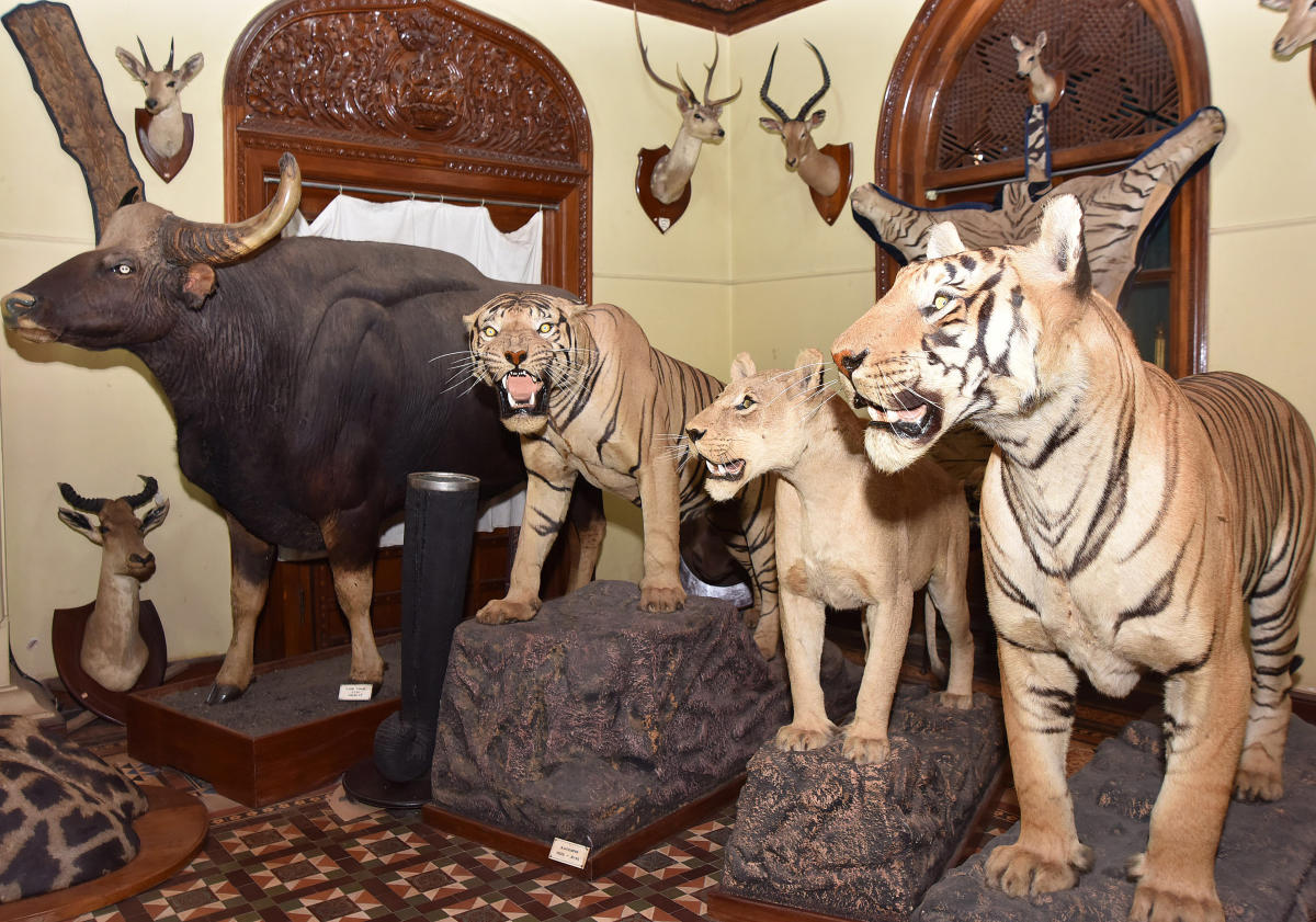 taxidermy
