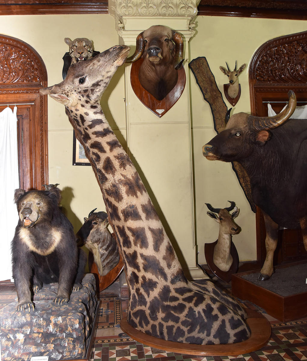 taxidermy