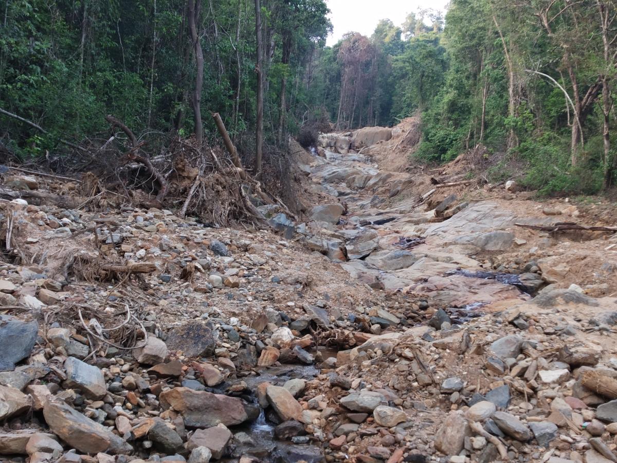 The current condition of a part of Bisile Reserve forest.