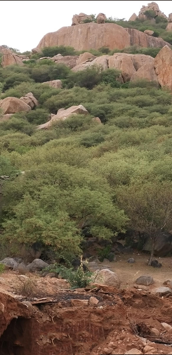Pavagada hill