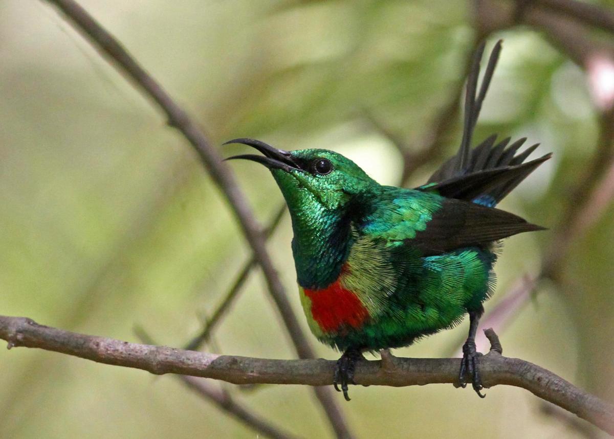 songbirds