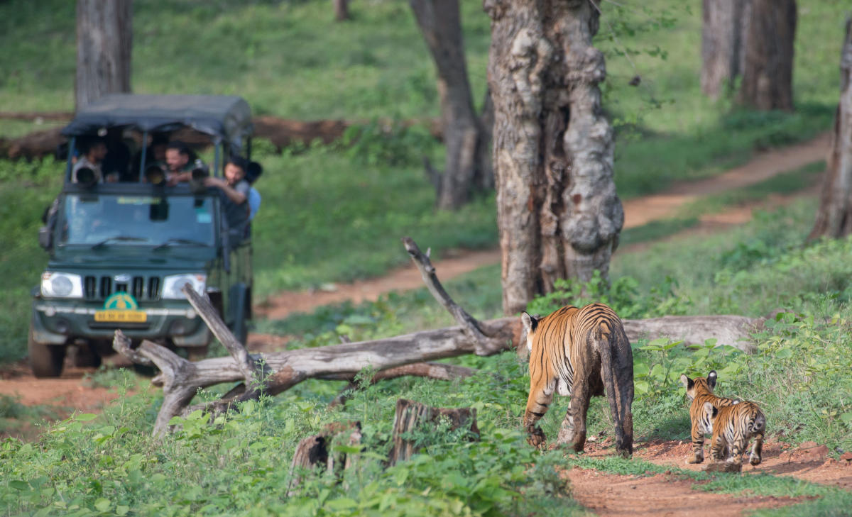 Tiger Tourism. Photo Credit Pruthvi B