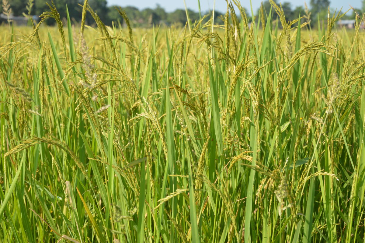 Paddy cultivation in Majuli island. DH Photo/ Sumir Karmakar