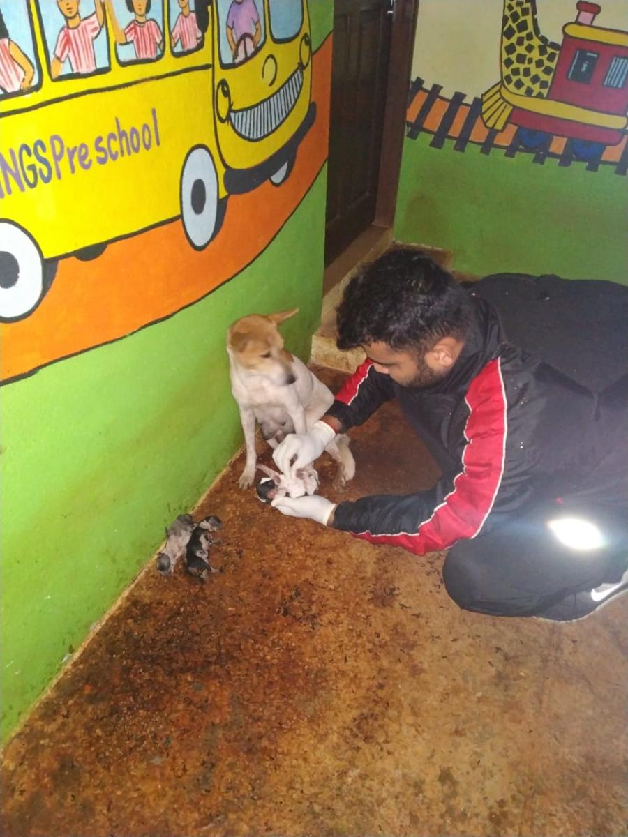 Rescueding animals. Photo by author