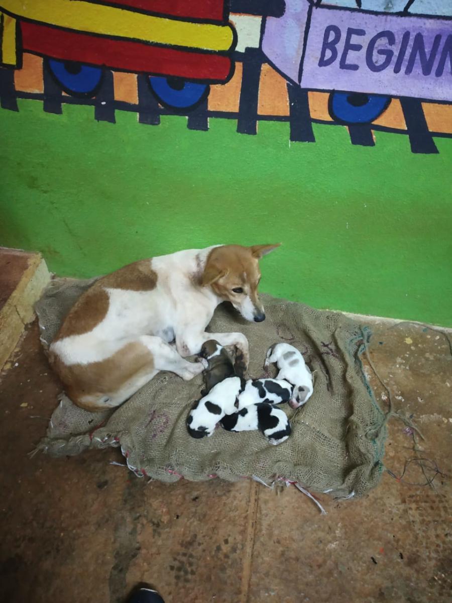 Rescued animals. Photo by author