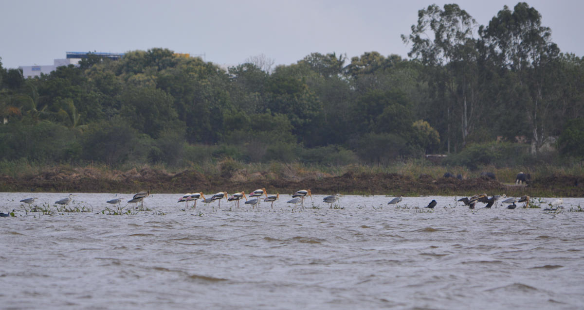 Unkal Lake hosts many bird species.  