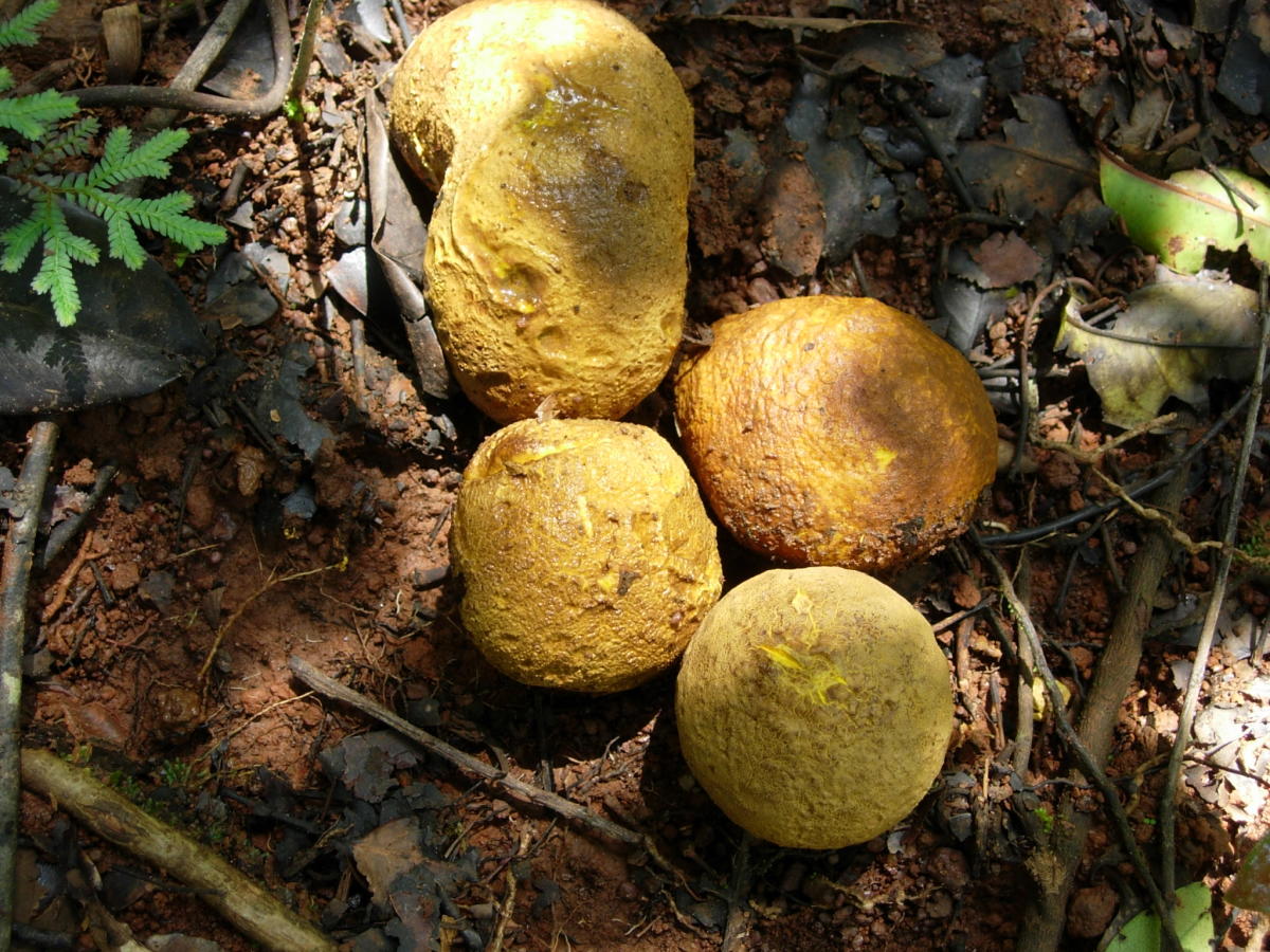 Scleroderma citrinum