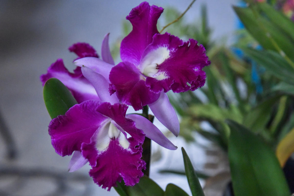Orchids at two day Orchid show organised by The Orchid Society of Karnataka (TOSKAR) at M H Marigowda Hall, Lalbagh in Bengaluru on Saturday. Photo by S K Dinesh