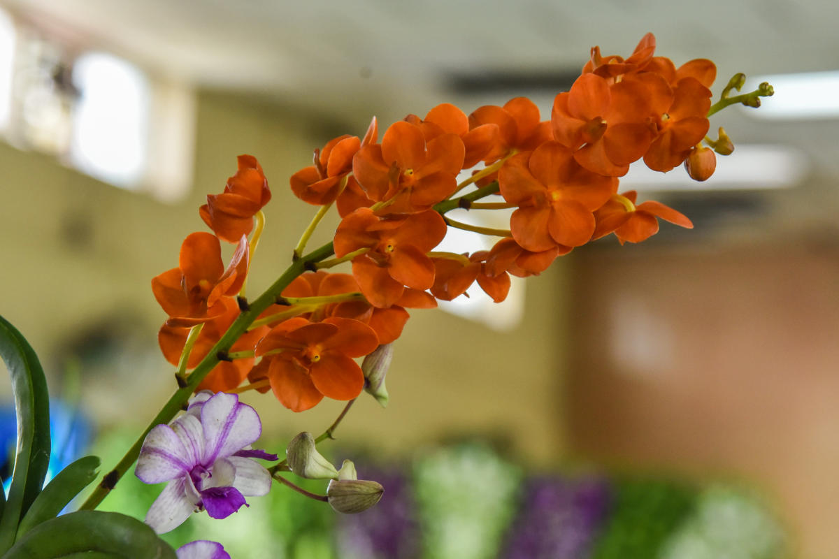 Orchids at two day Orchid show organised by The Orchid Society of Karnataka (TOSKAR) at M H Marigowda Hall, Lalbagh in Bengaluru on Saturday. Photo by S K Dinesh