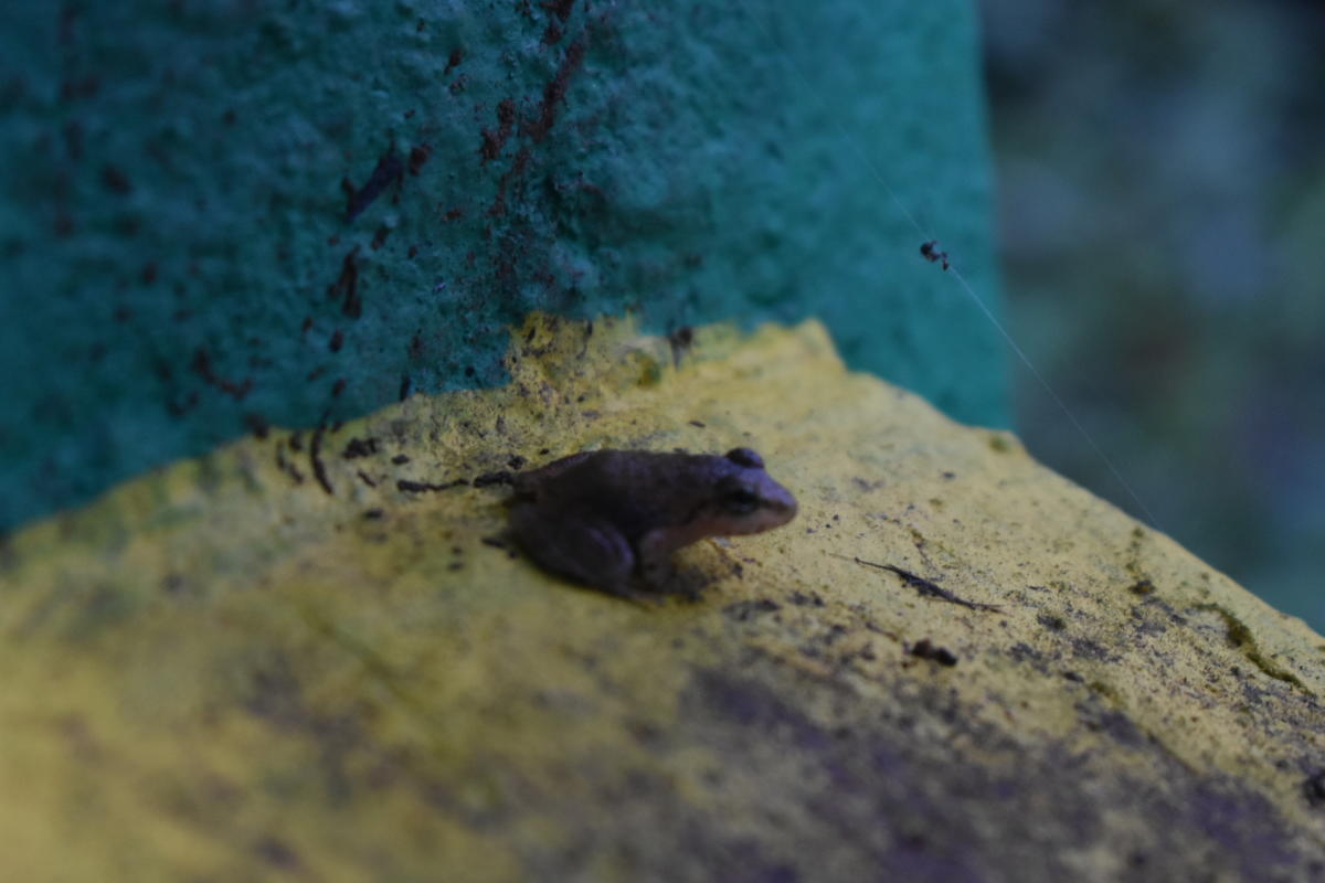 Amphibian life abounds in Myristica swamps.