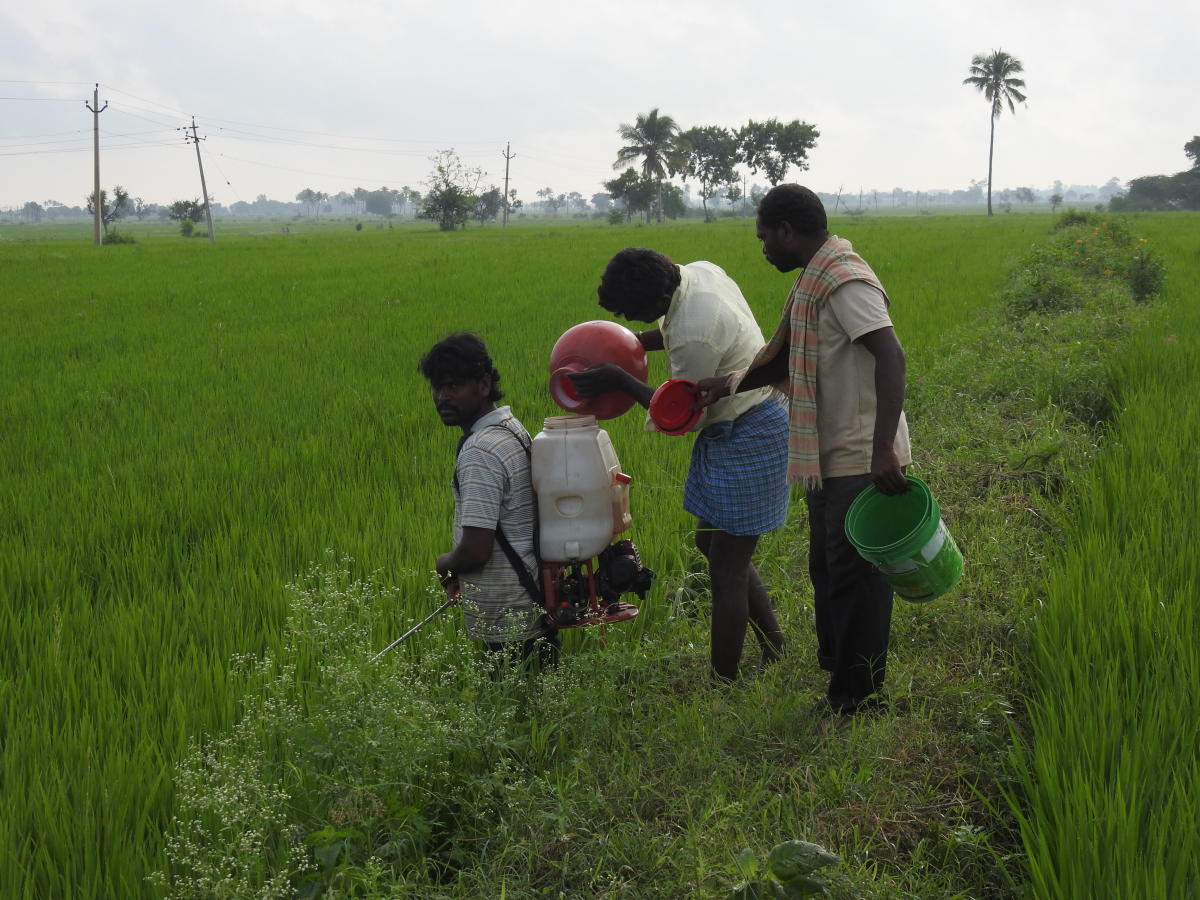 Farmers spraying pesticides on okra and paddy crops in Koppal and Raichur districts respectively. dh photos/ Bharath kandakur and anitha pailoor