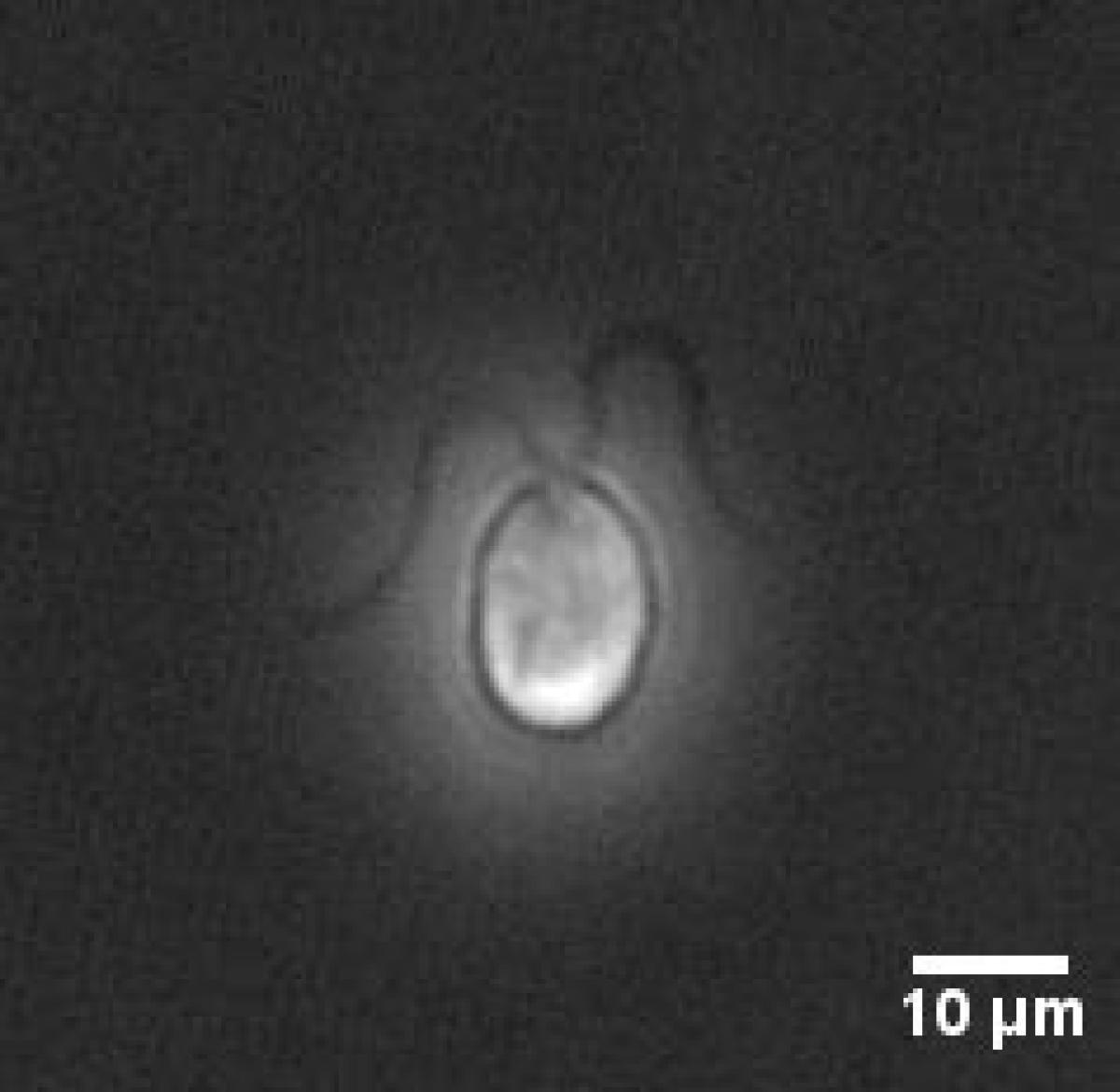 A black and white 2D image of algae responding to light, taken via a microscope by IISc scientists.