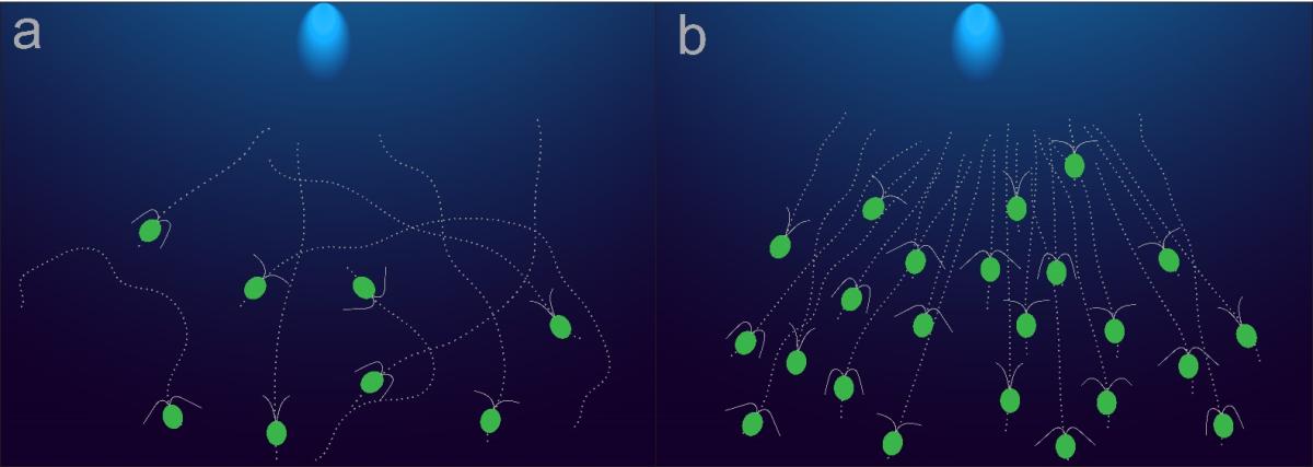 An IISc graphic about how algae respond to light when the concentration of cells is more.