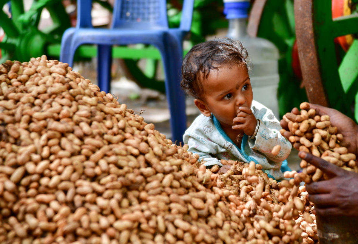 A child munches groundnuts at the Kadalekai Parishe in Malleswaram on Saturday. DH PHOTO/KRISHNAKUMAR P S