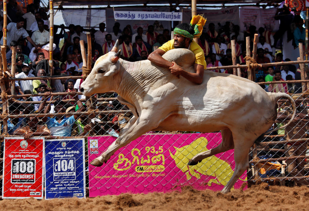 A villager tries to control a bull during Jallikattu in Madurai on Thursday. Approximately 1,000 bulls and an equal number of tamers are taking part in Palamedu (Madurai) and Suriyur (Tiruchirappalli) events. (Photo by REUTERS)