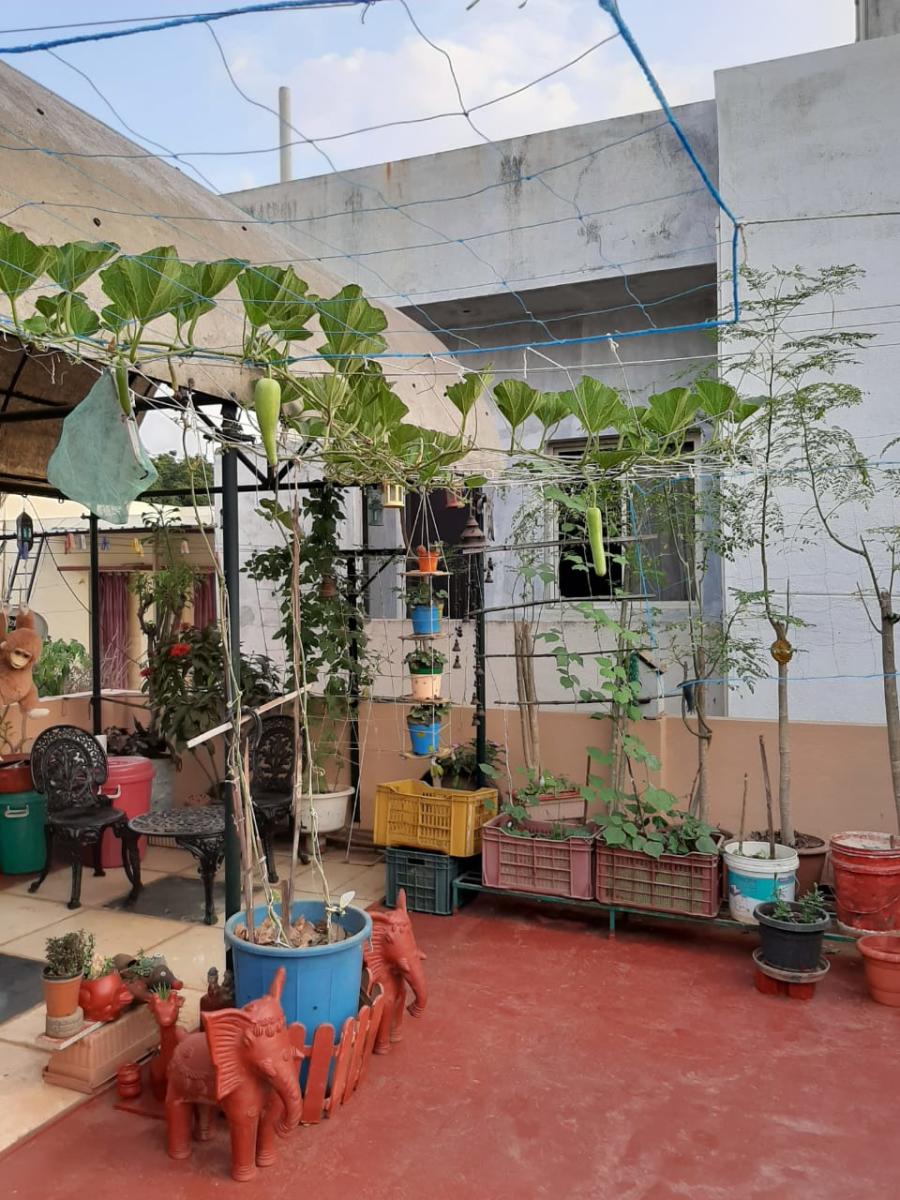 Terrace gardening