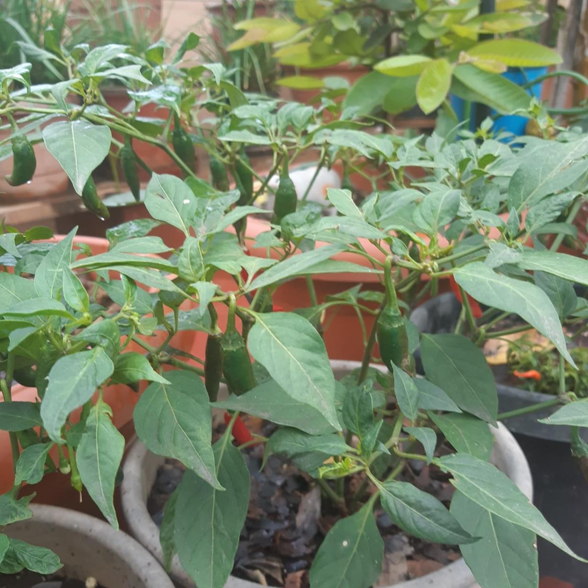 Terrace gardening